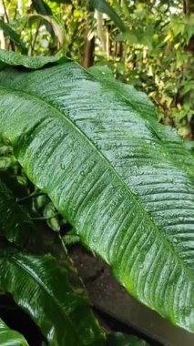 Su tropik bir serada büyük yeşil muz palmiyesine damlar..