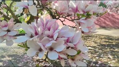 Beyaz pembe çiçekli bir manolya ağacı. Mavi gökyüzüne geçiş yapan bir video.