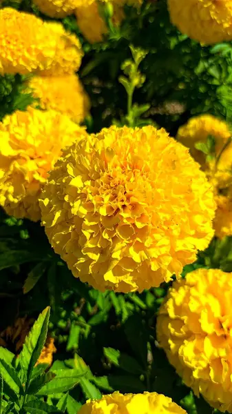 Yeşil yapraklarla çevrili sarı kadife çiçeklerine yakın çekim.