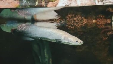 Akvaryumda yüzen iki arapaima balığı su yüzeyindeki egzotik sualtı sahnesini yansıtıyor..