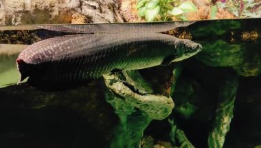 İki arapaima balığı (siyah ve beyaz) su yüzeyinde yansımaları olan bir akvaryumda yüzerler..