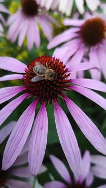 Bir kozalaktan nektar toplayan bir arının yakın çekim videosu (echinacea).