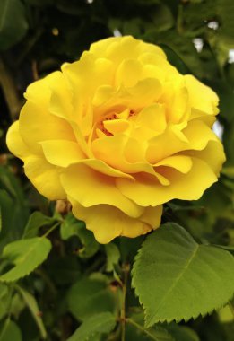 Yeşil yapraklarla çevrili sarı bir çiçeğe yakın çekim.