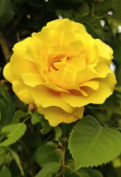 Yeşil yapraklarla çevrili sarı bir çiçeğe yakın çekim.