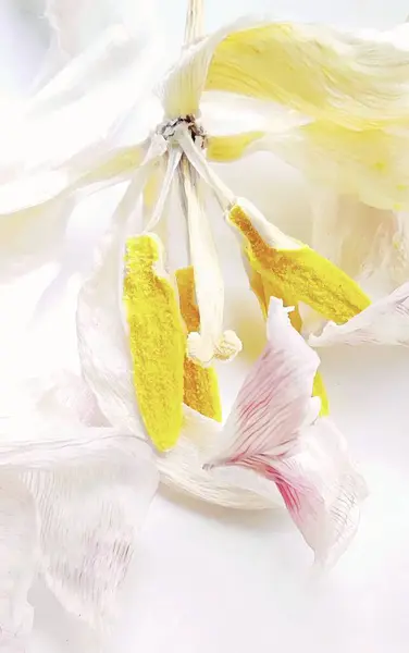 Kurumuş beyaz lale çiçeğinin makro yakın plan fotoğrafı. Sarı pullu ve ince yapraklı pembe damarlı. Hafif arka planda izole edilmiş..