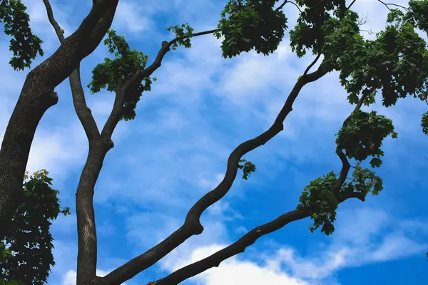 Doymuş mavi gökyüzüne karşı kara ağaç dalları.