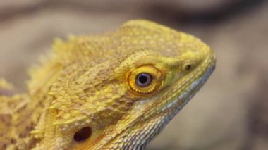 Hayvanat bahçesinde yalnız sarı bir kertenkele videosu..