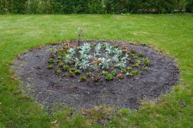 Taze yeşilliğin arka planına karşı yuvarlak bir çiçek tarlası düzenlenir.