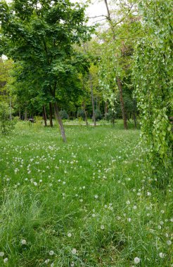 Birkaç ağacın arka planına karşı yeşil bir karahindiba tarlası.