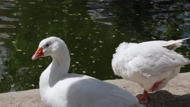 Bir göletin kıyısında oturan iki beyaz kaz.