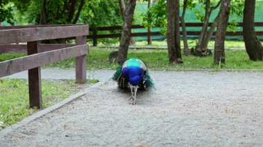 Doğal ortamında tavus kuşu, küresel dünyamızda canlı bir yeşil doğa kavramı.