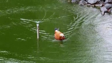 Bir ördek gölette yüzer ve üzerine bir fıskiyeden su damlaları düşer..