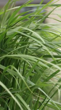 Sallanan yeşil çimenlerin makro çekimi