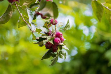 Yeşil yapraklarla çevrili küçük kırmızı elma kümesi, zengin yeşil arka planda bir ağaç dalına asılır..
