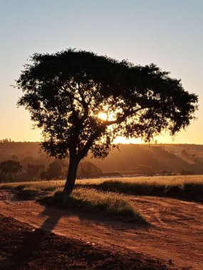 Yalnız bir ağaç gün batımında toprak bir yolda duruyor, dallarından altın güneş ışığı akıyor. Manzara, sıcak, gece gökyüzünün altındaki tarlaları ve uzak tepeleri kapsıyor..
