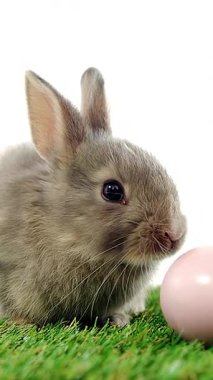 Tavşan Pastel Renkli Paskalya Yumurtası 4K 'da Dilini Yapıştırıyor