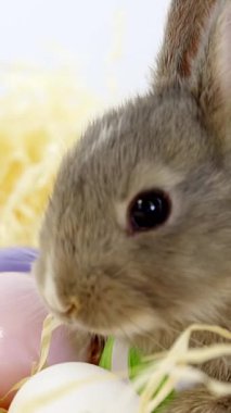 Bebek Tavşan Yumurta Avı Paskalya Tatili 4K Dikey Videosunda Tan Çimeni 'nde