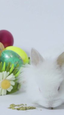 Beyaz Tavşan Sepet 4K Döngü Dikey Video 'da Boyalı Yumurta Yakınındaki Tohumları Yiyor