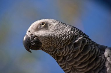 Mavi arka planda Kongo 'nun başı gri papağan. Kuş portresi.
