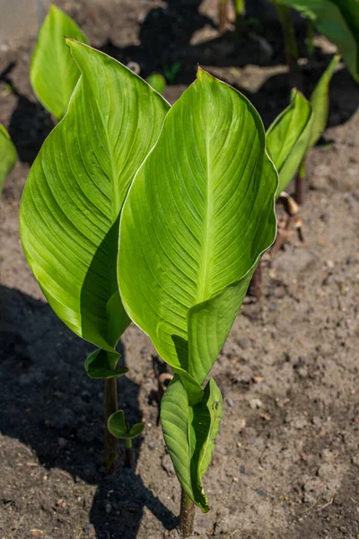 Canna Lily 'nin yaz bahçesindeki manzarası. Cannaceae familyasından çiçek açan bir çiçektir..