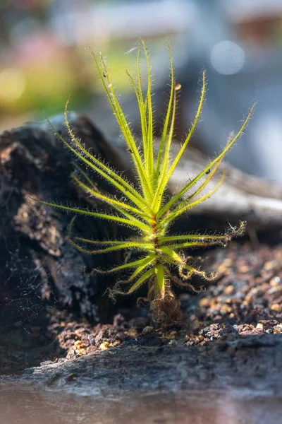 Nahaufnahme Der Pflanze Drosera Capensis Die Gemeinhin Als Sonnentau Kap — Stockfoto