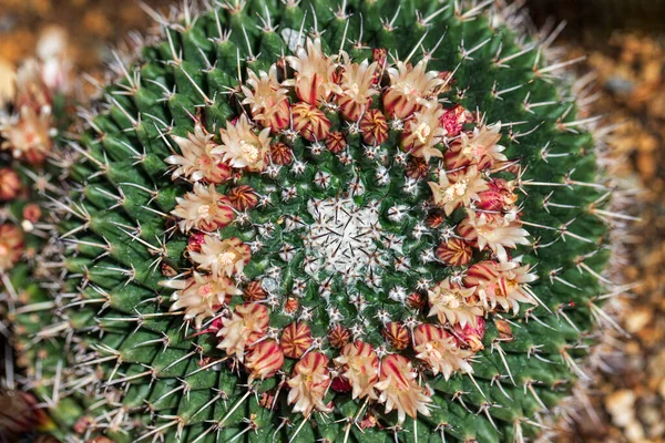 Κοντινές Λεπτομέρειες Ενός Κάκτου Mammillaria Μικρά Λουλούδια — Φωτογραφία Αρχείου
