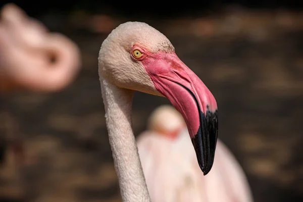 Porträt Des Großen Flamingos Blick Auf Die Gekrümmte Gebogene Rechnung — Stockfoto