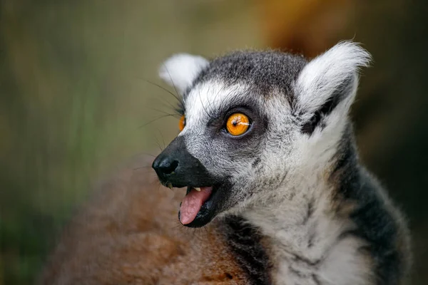 Retrato Lémur Cola Anillada Adulto Catta Sobre Fondo Verde — Foto de Stock