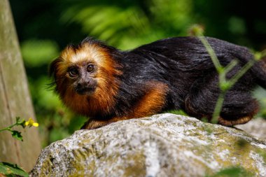Dişi altın başlı aslan tamarin küçük maymun taşın üzerinde