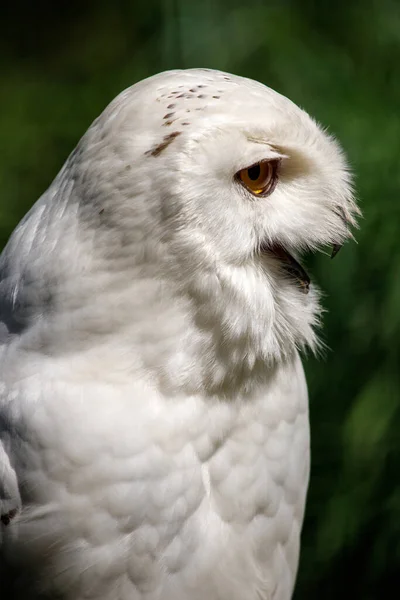 Profile Portrait Male Snow Owl Bird Green Background — Stock Photo, Image