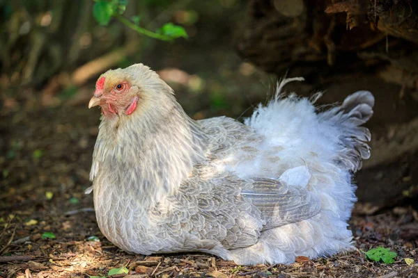 stock image Full body of yellow-grey hen brahma chicken on the farm