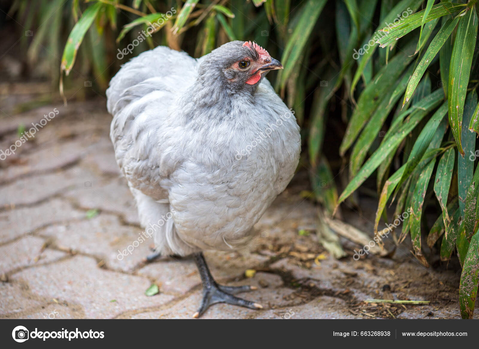 Портрет Серой Арауканы Gallina Mapuches Домашней Серой Курицы.