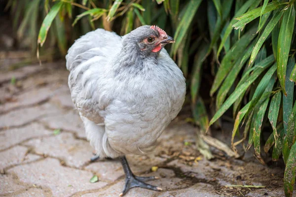 Gri Araucana Gallina Mapuches 'in portresi. Çiftlikteki küçük gri tavuk.
