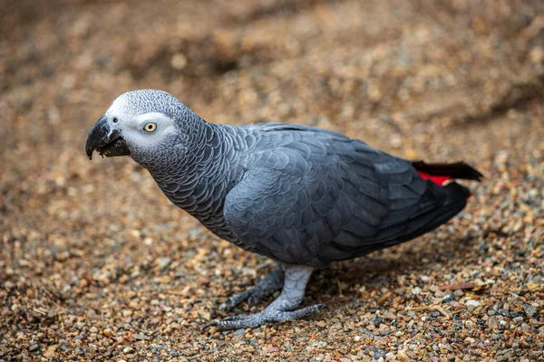Full Body Grey Parrot Psittacus Erithacus Known Congo Grey Parrot — Stock Photo, Image