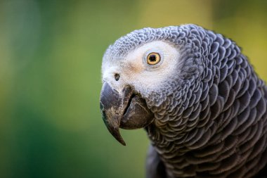 Gri papağan portresi, Psittacus erithacus, Kongo gri papağanı, Kongo Afrika gri papağanı veya Afrika gri papağanı olarak bilinir.