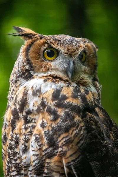 Portrait Great Horned Owl Bubo Virginianus Known Tiger Owl — Stock Photo, Image