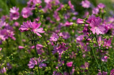 Malva alcea daha büyük misk-mallow, kesik-sol mallow, mine mallow veya yaz bahçesinde hollyhock mallow