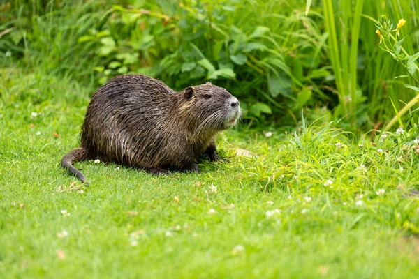 Yeşil göl çayırında tüm vücudu dolgun fındıklı