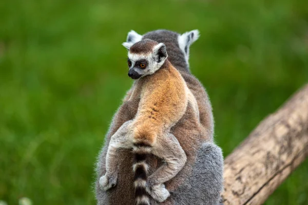 Female Ring Tailed Lemur Little Baby Her Back — Stock Photo, Image