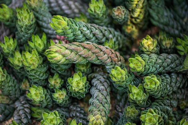 Haworthiopsis coarctata, Haworthia coarctata yeşil sulu bitki