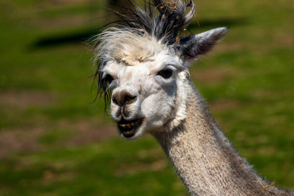 Portrait of beige-black Alpaca on the farm