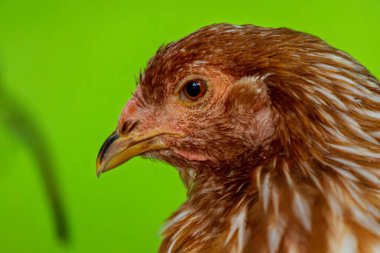 Çiftlikte kahverengi tavuk brahma tavuğu portresi