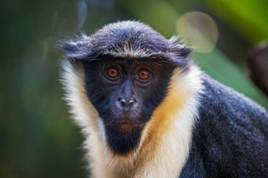 Yetişkin erkek Diana maymunun portresi, Cercopithecus diana