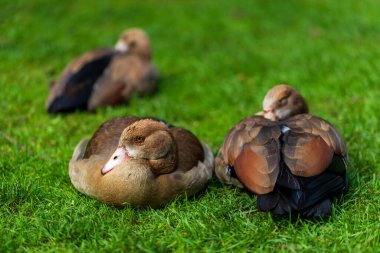 Yeşil çayır üzerinde dişi Mısır kazları (Alopochen aegyptiaca)