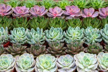 Renkli sulu bitkilerin mozaiği