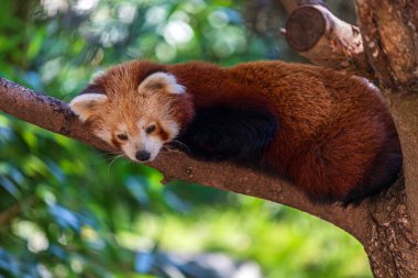 Kızıl Panda ağaç dalında rahatça uzanıyor.