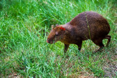  Yeşil yaz otlağında ortak agouti