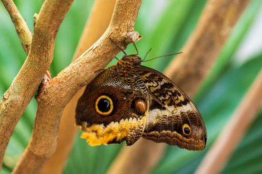 Caligo telamonius, ağaçtaki baykuş kelebeği