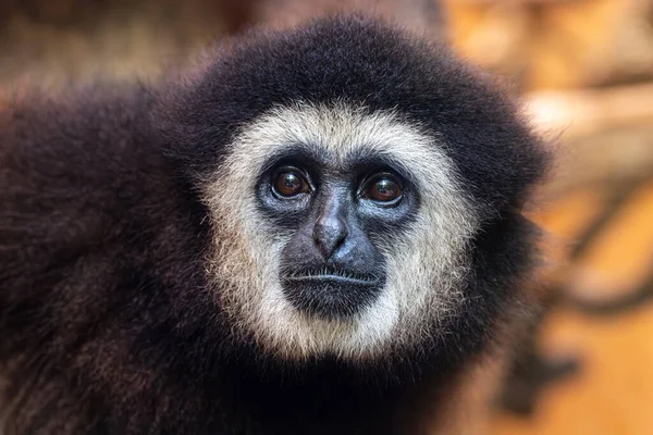 Portret Van Bruingrijs Volwassen Gibbon Hylobatidae — Stockfoto