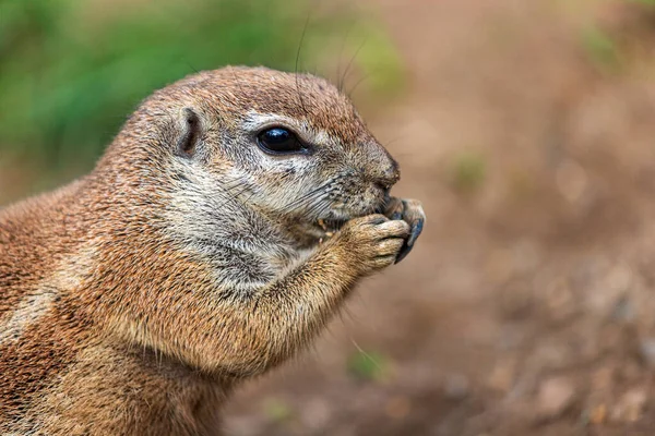 Portrait of Cape ground squirrel, South African ground squirrel, Geosciurus inauris